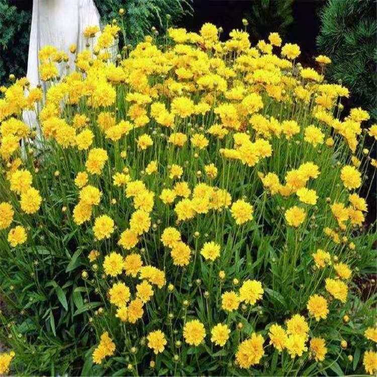大花金鸡菊  金鸡菊 大花金鸡菊批发