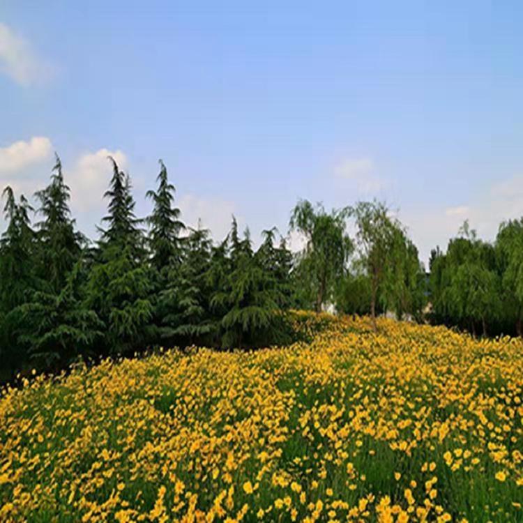山东大花金鸡菊批发价格  青州金鸡菊供应商  大花金鸡菊种植基地