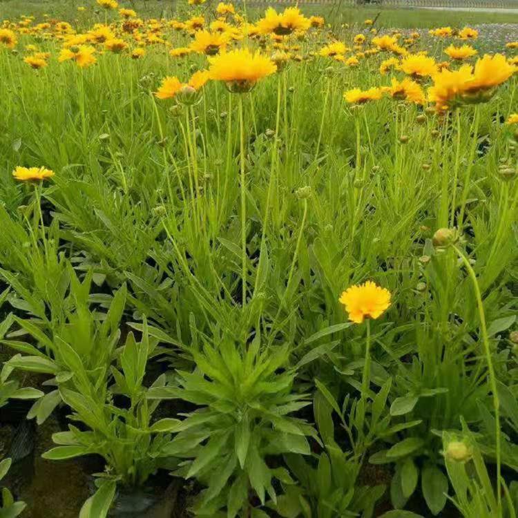 金鸡菊  金鸡菊种植基地  金鸡菊批发  金鸡菊直销