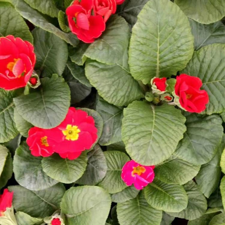 报春花供应四季报春花基地
