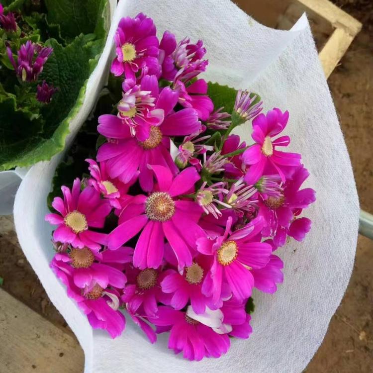瓜叶菊基地瓜叶菊供应