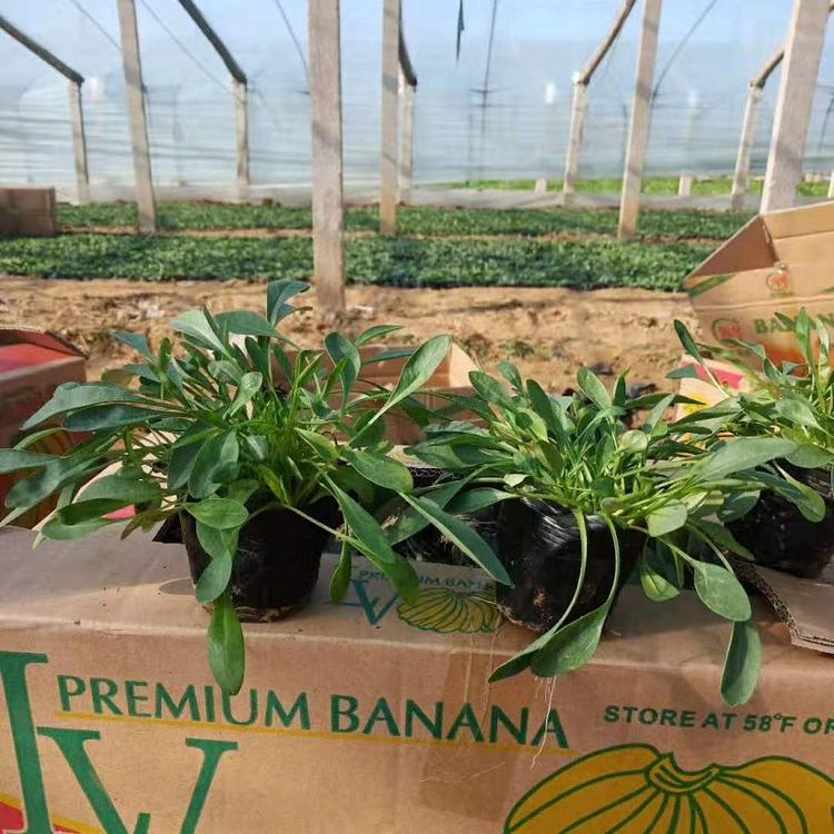 金鸡菊批发 大花金鸡菊价格  黄花金鸡菊基地