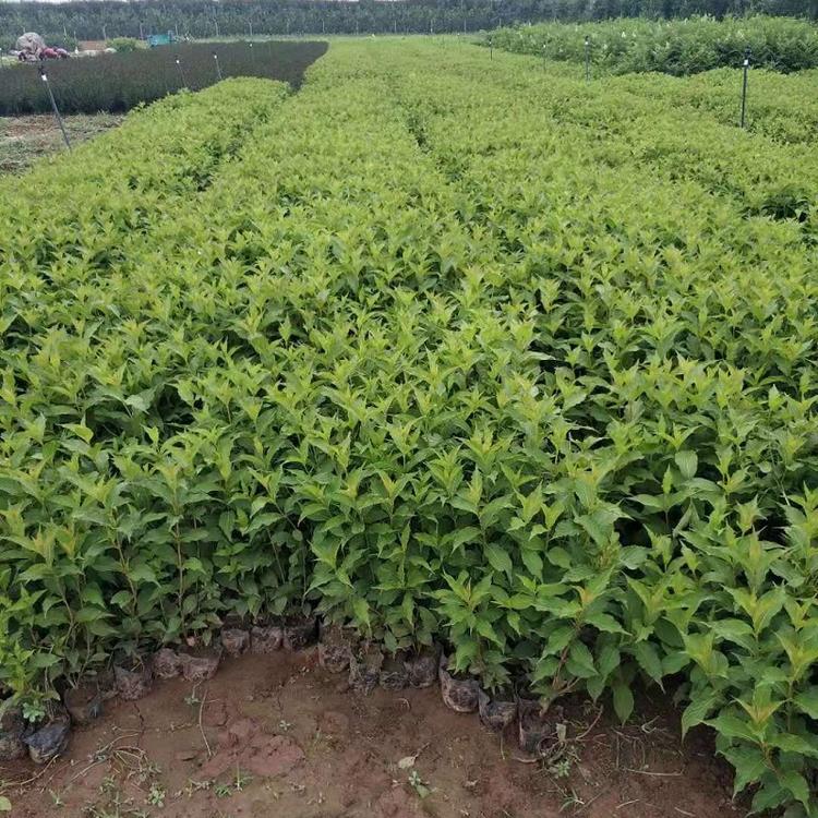 红王子锦带花  红王子锦带基地  红王子锦带价格  红王子锦带批发