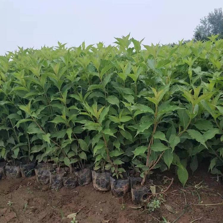 红王子锦带  红王子锦带批发价格  红王子锦带花基地直销