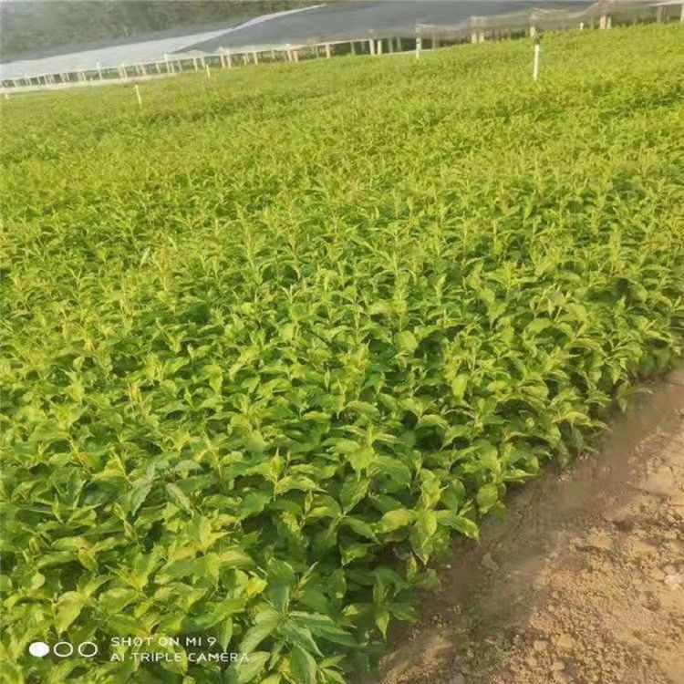 红王子锦带基地  供应红王子锦带批发  红王子锦带价格