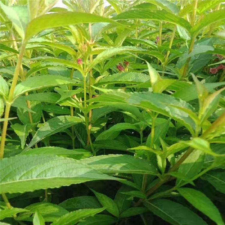 红王子锦带基地  山东红王子锦带批发  红王子锦带价格
