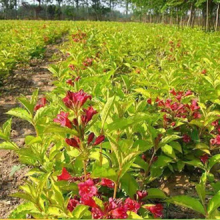 红王子锦带  红王子锦带批发  山东红王子锦带花价格