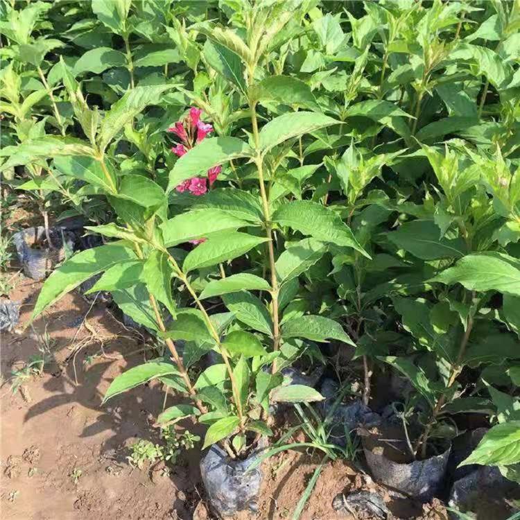 基地直销红王子锦带  红王子锦带批发  红王子锦带价格
