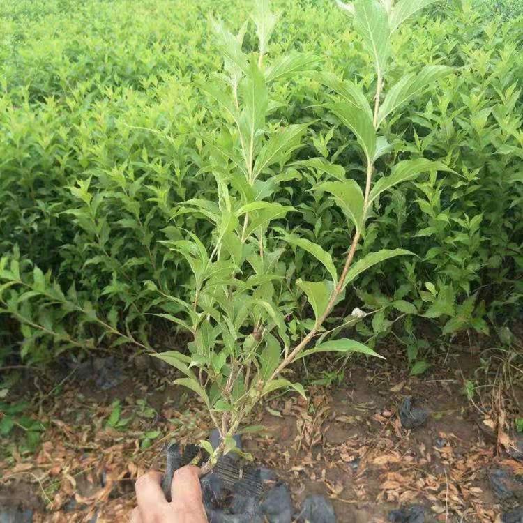 红王子锦带  红王子锦带批发  红王子锦带花基地