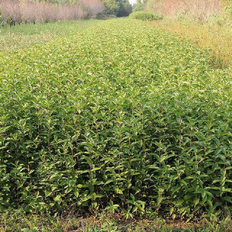 红王子锦带花  供应红王子锦带价格  红王子锦带基地  红王子锦带批发