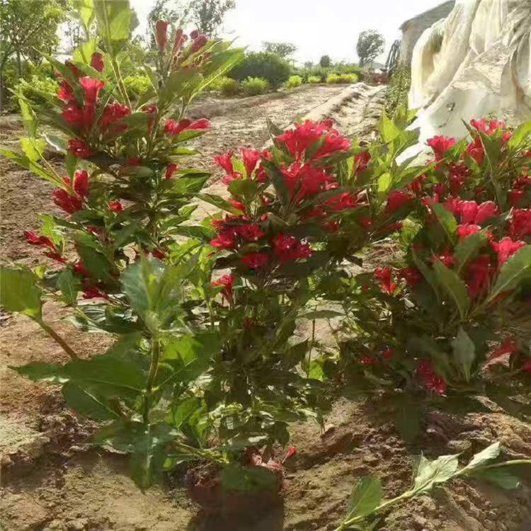 红王子锦带  红王子锦带直销  公园美化用苗红王子锦带批发