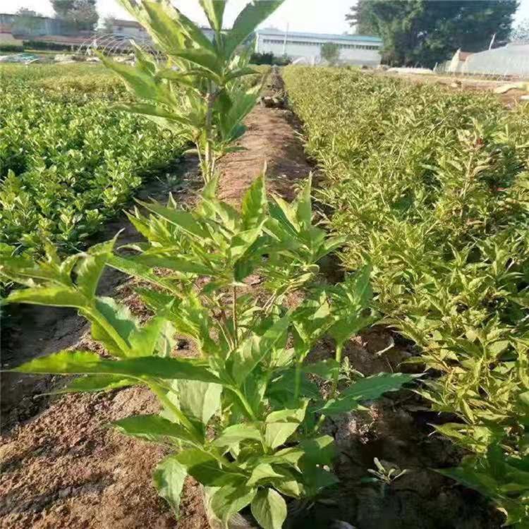 红王子锦带  红王子锦带价格  锦带花批发