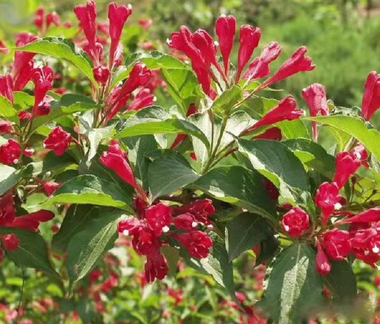 红王子锦带 基地批发红王子   锦带花价格