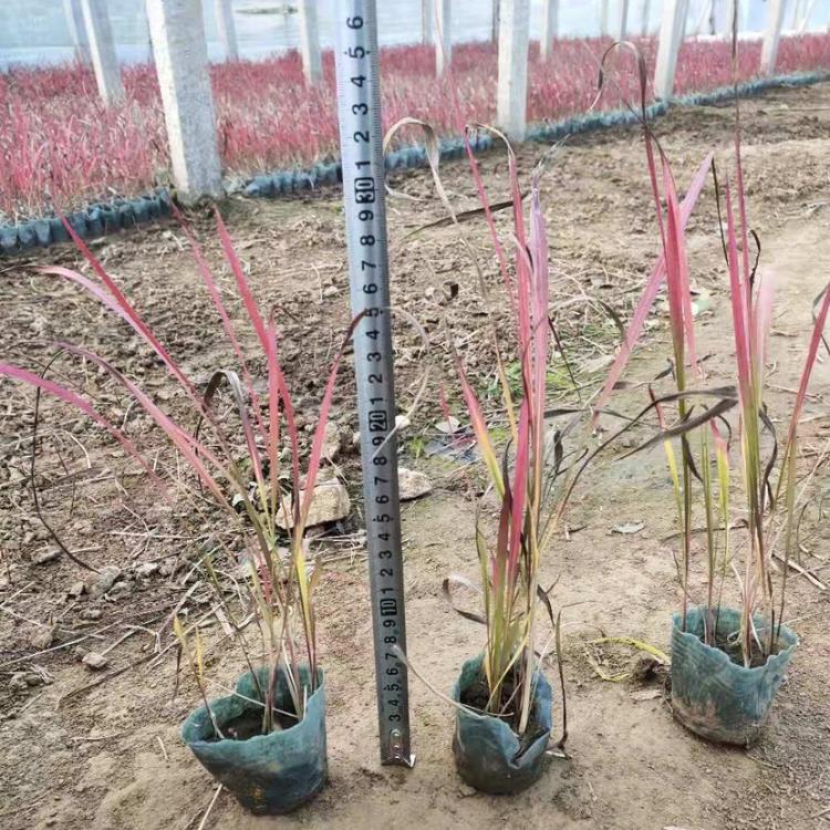 血草价格 伟达血草基地 日本血草哪里有