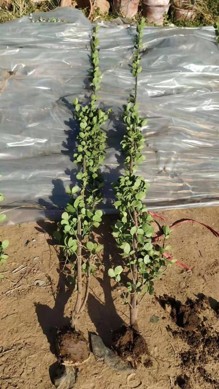 山东 北海道黄杨小苗种植基地种植基地质量从优