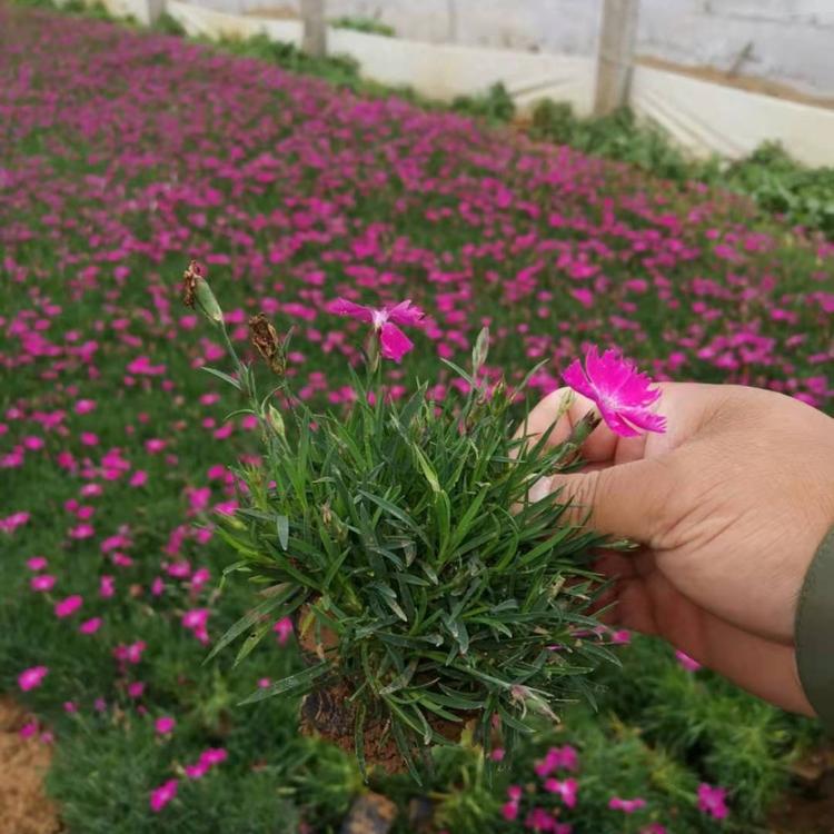 欧石竹供应欧石竹种植基地欧石竹供应营养杯苗