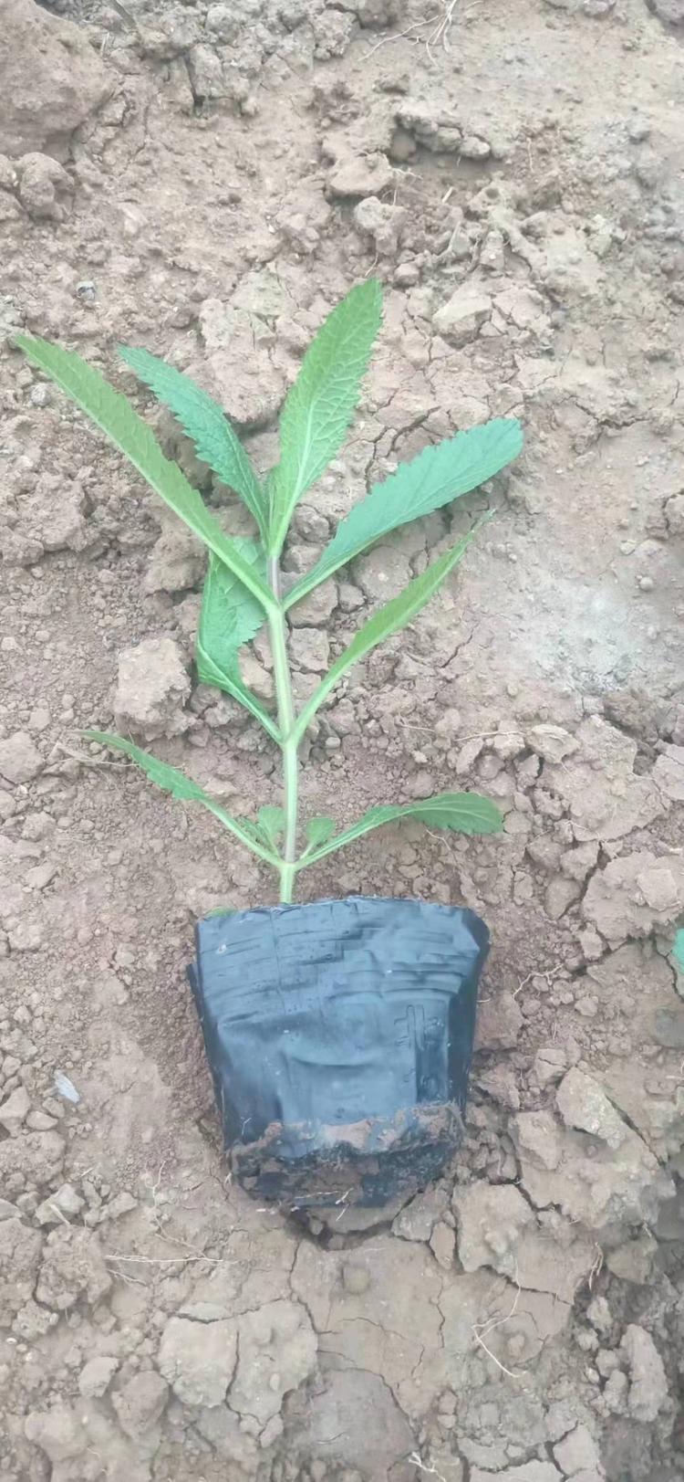 山东马鞭草小苗价格质量从优马鞭草小苗价格