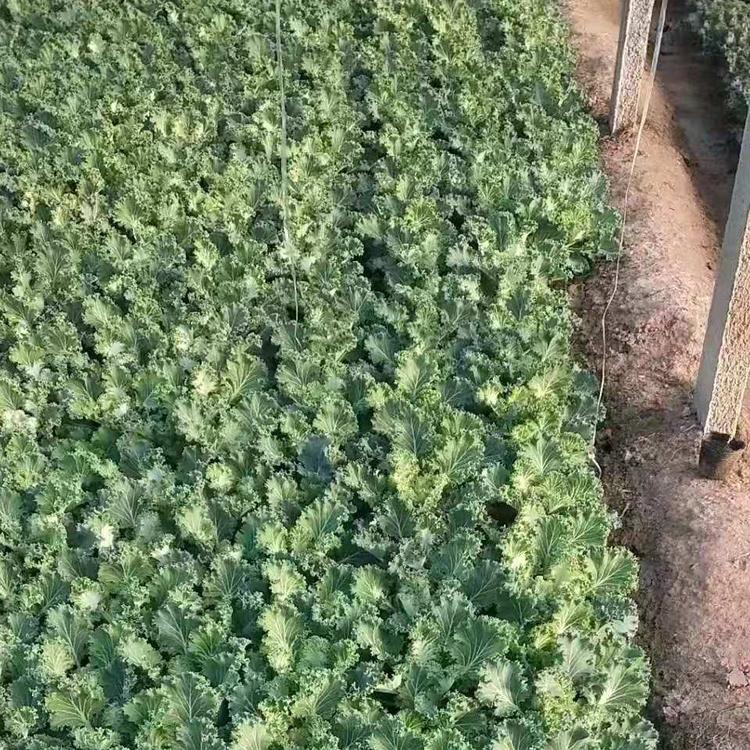 冬季草花羽衣甘蓝报价羽衣甘蓝质量从优