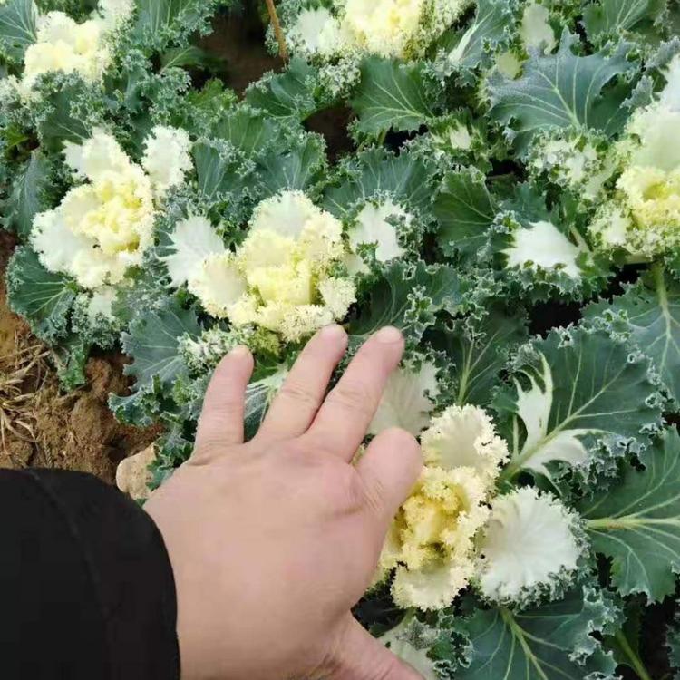 大量供应羽衣甘蓝小苗批发羽衣甘蓝小苗价格优惠