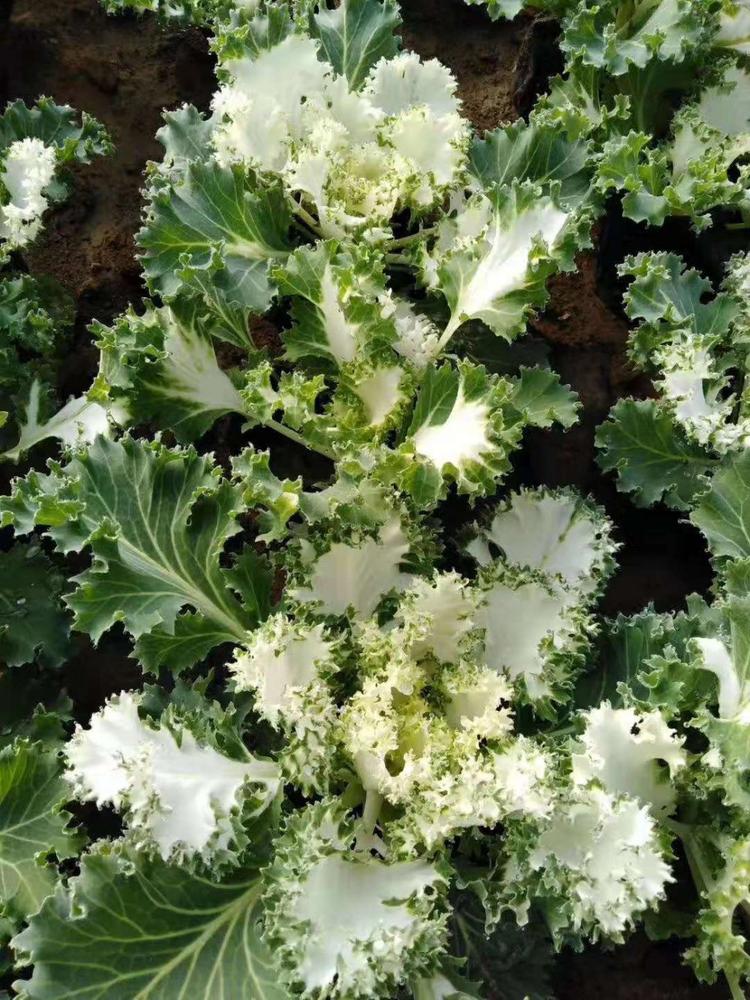 质量好的羽衣甘蓝种植基地羽衣甘蓝品质保障