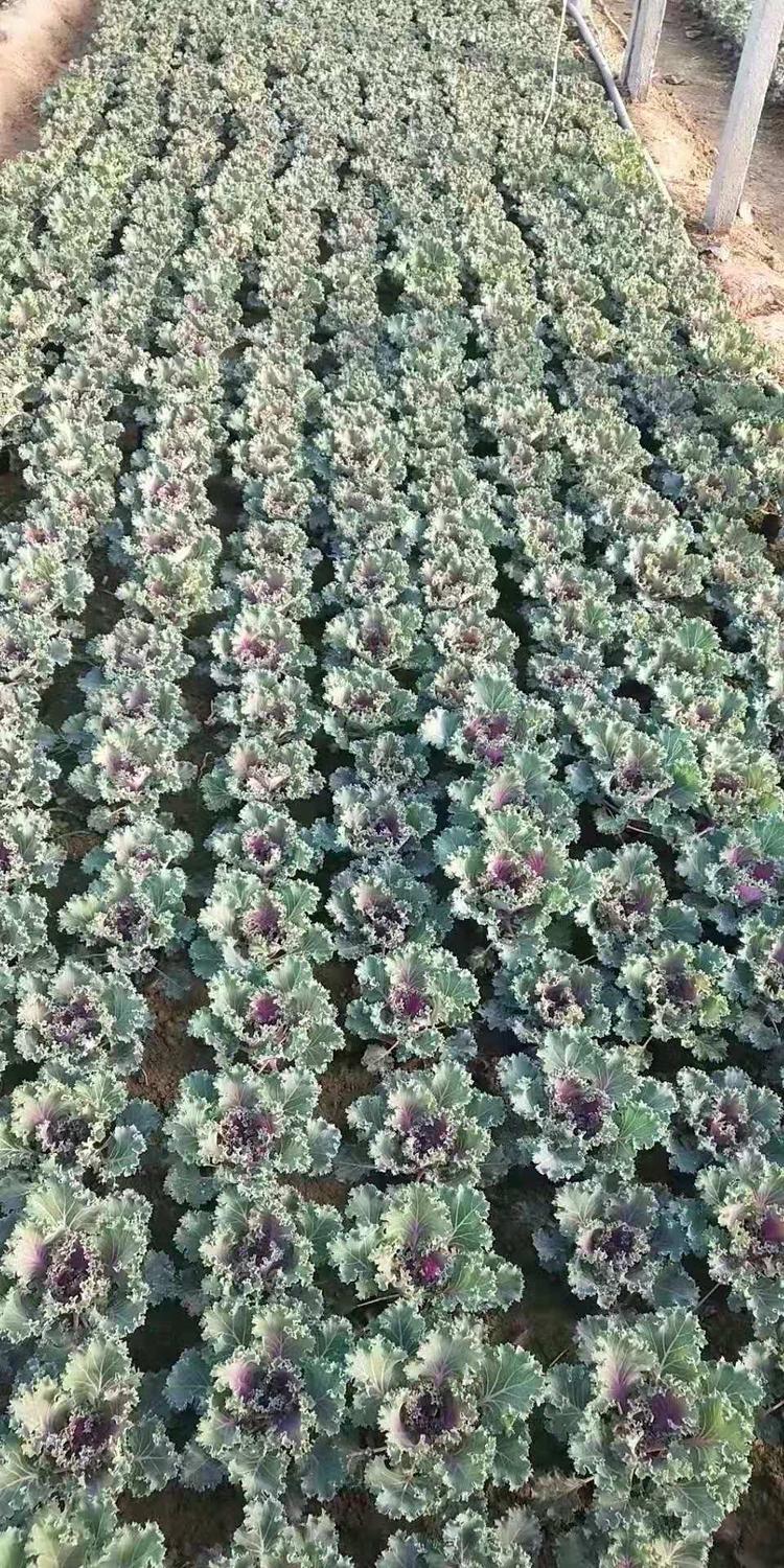 大量供应羽衣甘蓝价格羽衣甘蓝质量从优