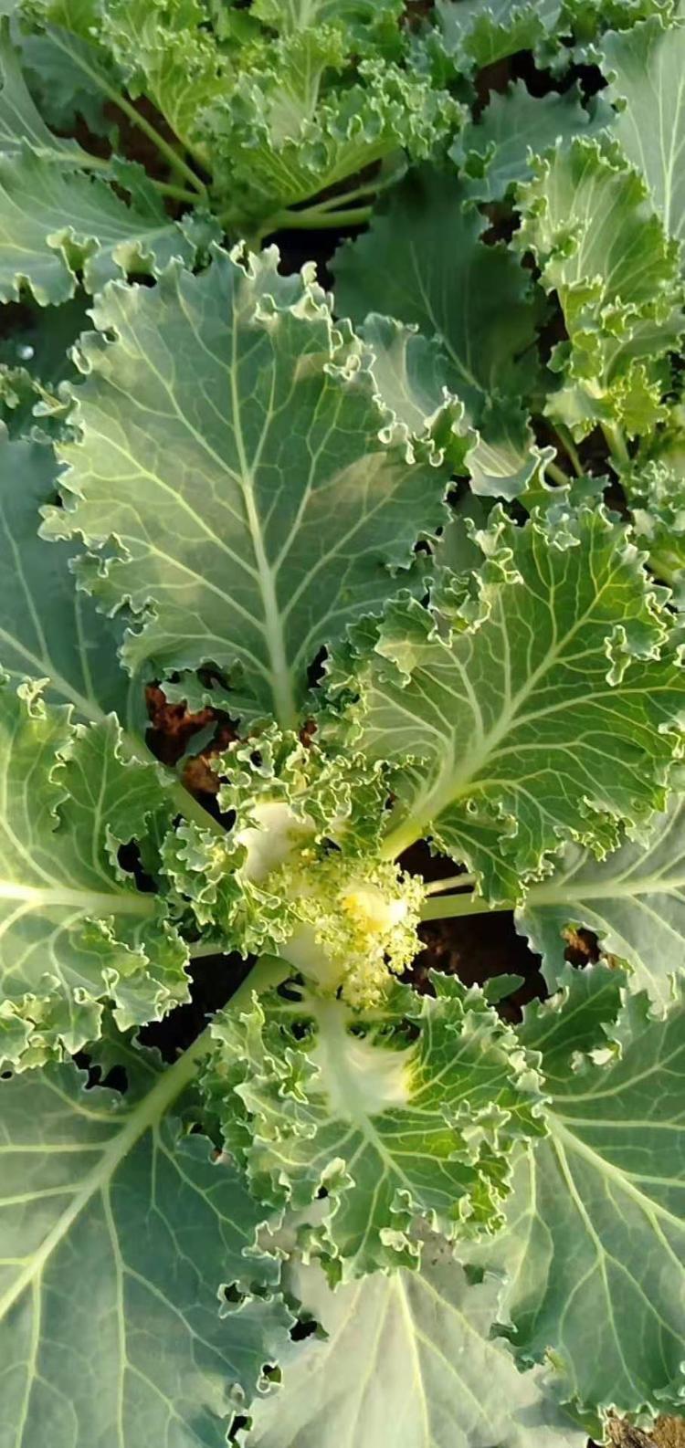 质量好的羽衣甘蓝小苗基地羽衣甘蓝小苗质量从优