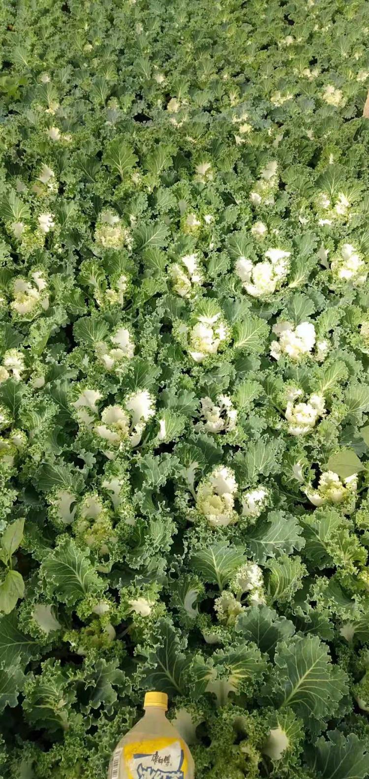 青州羽衣甘蓝种植基地羽衣甘蓝价格优惠
