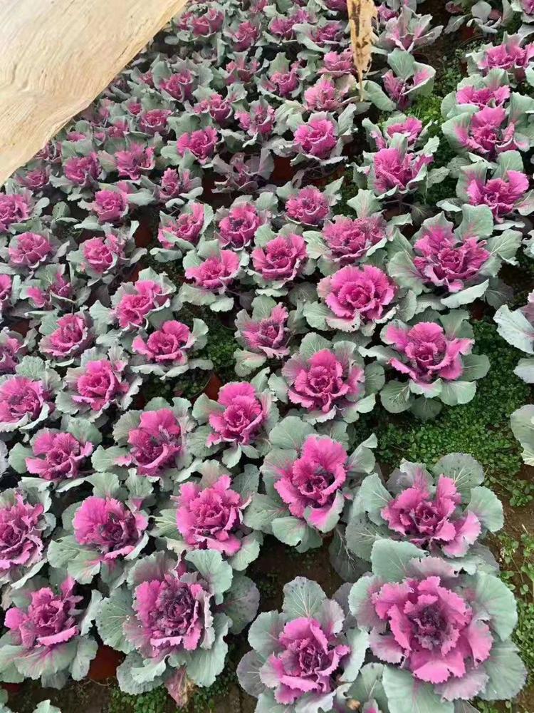 冬季草花羽衣甘蓝价格羽衣甘蓝价格优惠