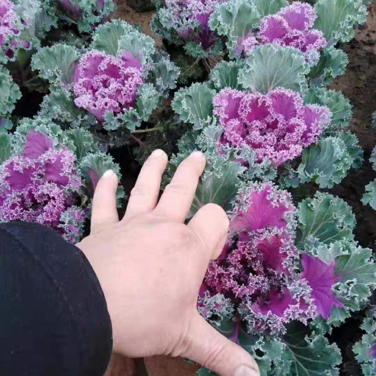 质量好的羽衣甘蓝小苗批发羽衣甘蓝小苗品质保障