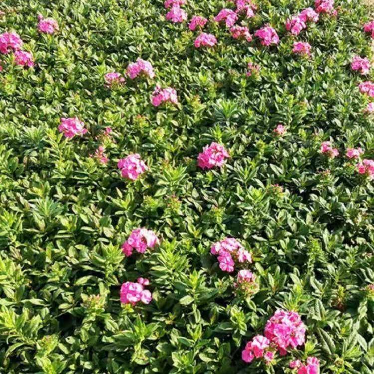 山东福禄考  绣球福禄考批发  锥花福禄考  直立福禄考价格