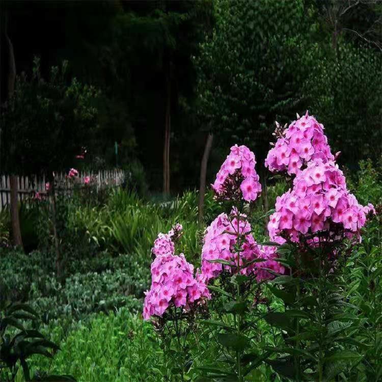 大花福禄考价格  营养钵直立福禄考基地  福禄考批发  福禄考