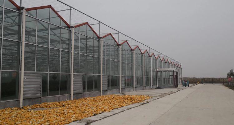 纹洛型玻璃温室 纹洛型温室建设 纹洛型温室报价