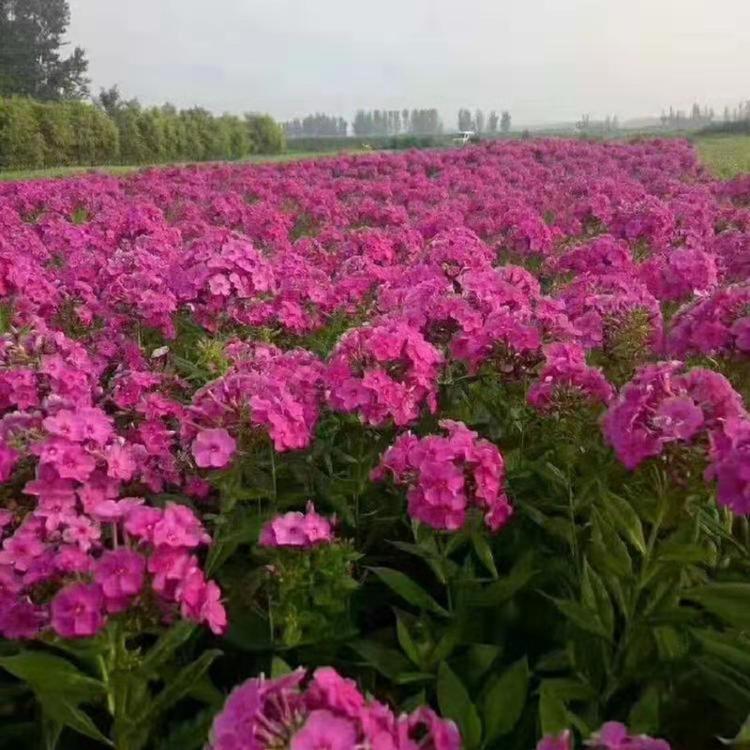 山东福禄考批发价格  福禄考营养钵  福禄考基地  丛生福禄考