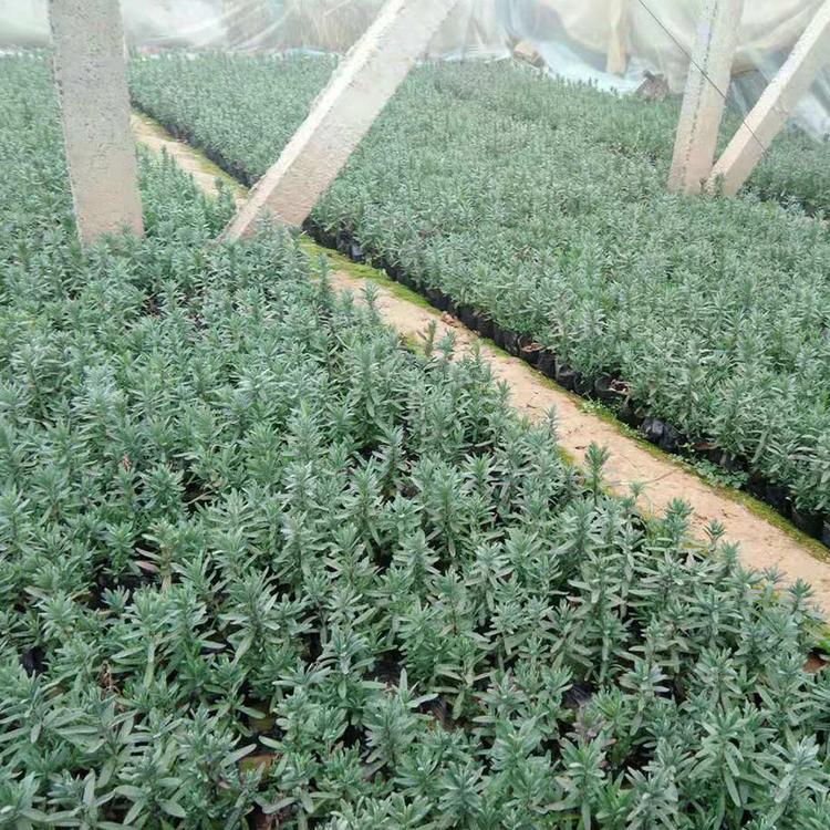 薰衣草批发 山东薰衣草基地种植 凯洋供应薰衣草小苗