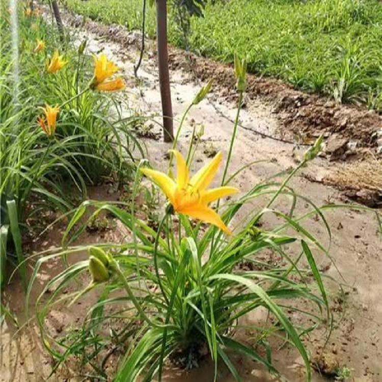山东大花萱草批发价格  大花萱草基地  营养钵大花萱草苗  大花萱草