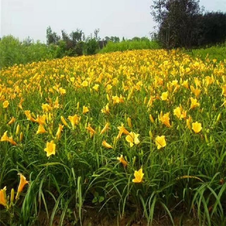 大花萱草价格  大花萱草基地  大花萱草直销