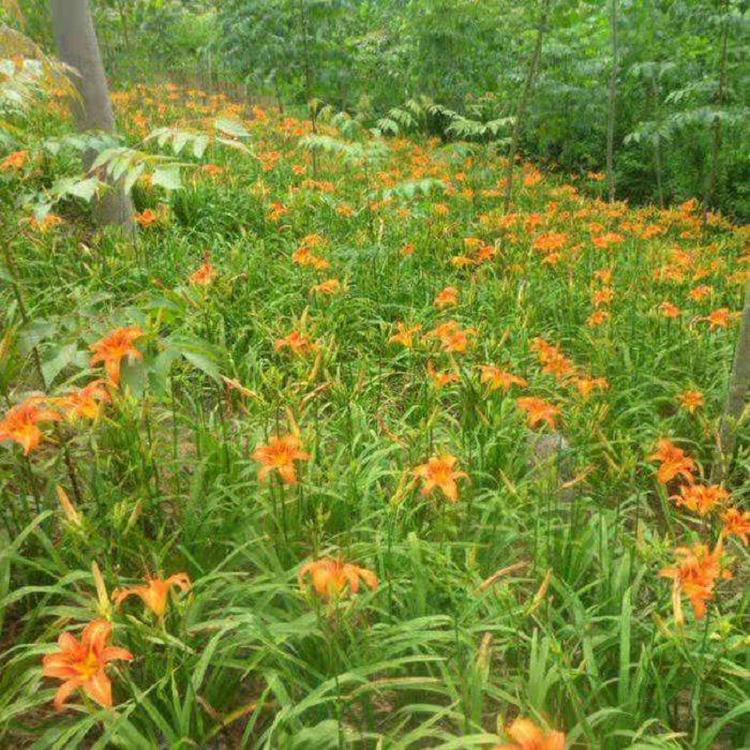 批发大花萱草  供应营养钵大花萱草  大花萱草价格