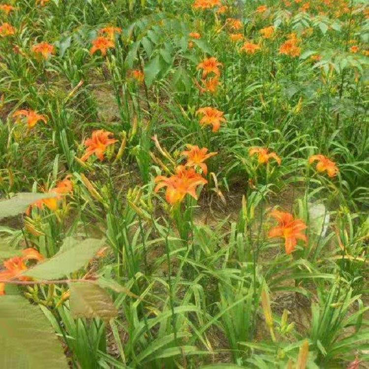 大花萱草  供应营养钵大花萱草  大花萱草价格