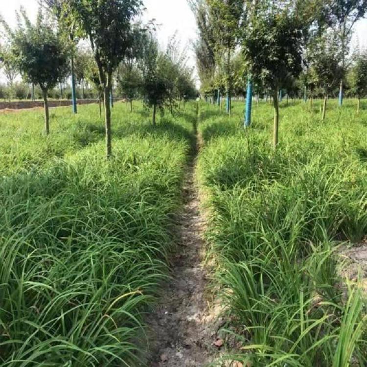 大花萱草  供应营养钵大花萱草价格  大花萱草批发 金娃娃宣草
