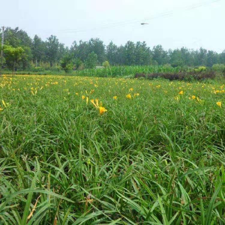 供应大花萱草价格  大花萱草批发 金娃娃宣草
