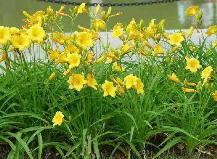 园林绿化用大花萱草价格  大花萱草批发 金娃娃宣草