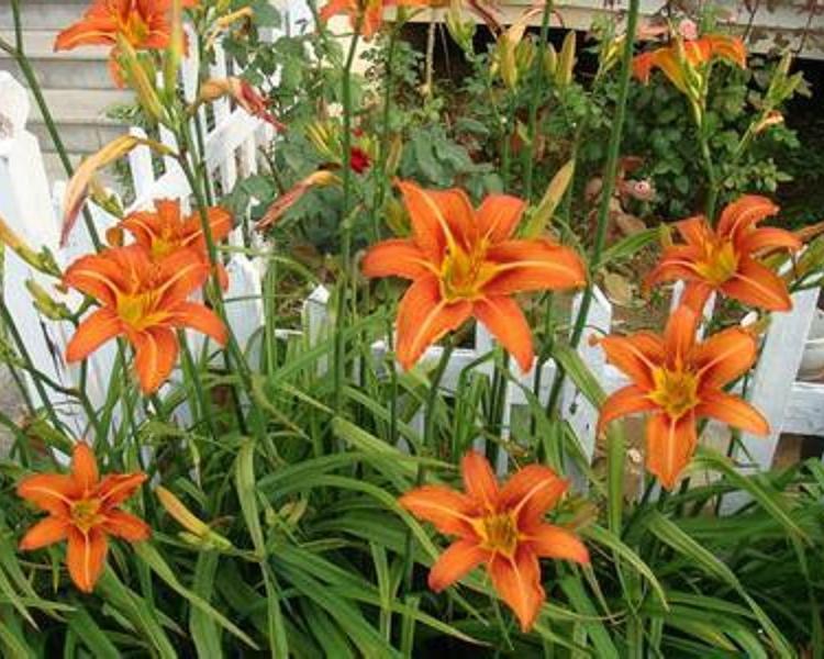 园林绿化用大花萱草批发  大花萱草价格 金娃娃宣草基地