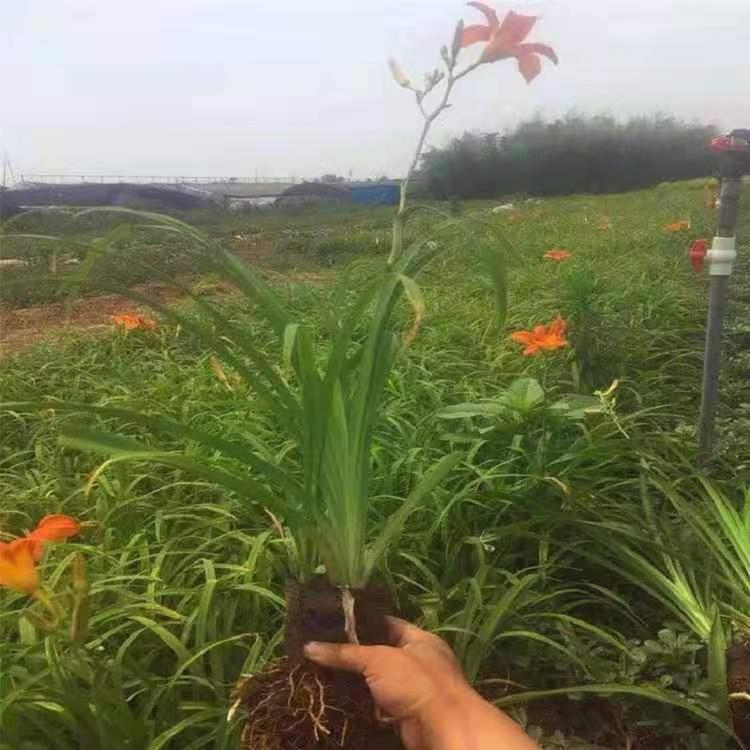 大花萱草价格  大花萱草价格 草坪大花宣草基地