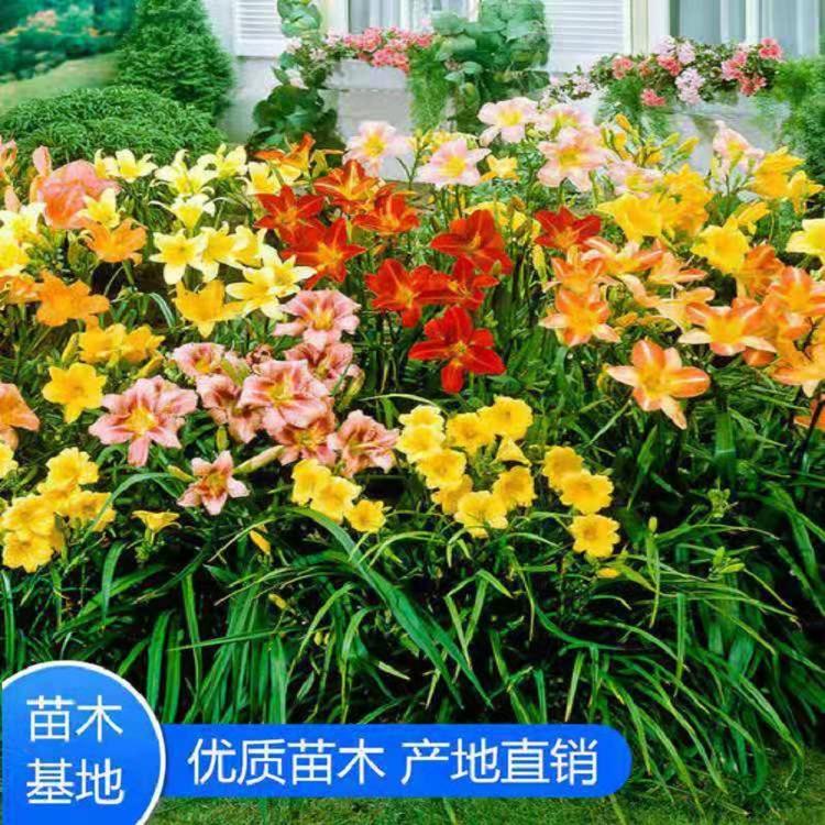 鸿运萱草批发  大花萱草价格  大花宣草基地  大花萱草