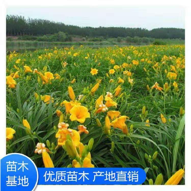 鸿运萱草批发  大花萱草价格  大花宣草基地  大花萱草种植