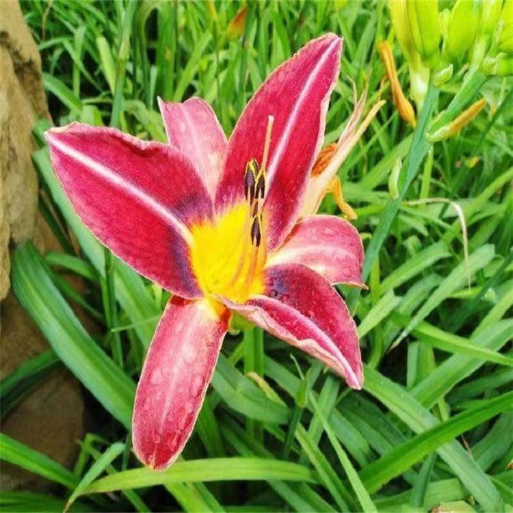 青州大花萱草批发  大花宣草批发基地  大花萱草价格
