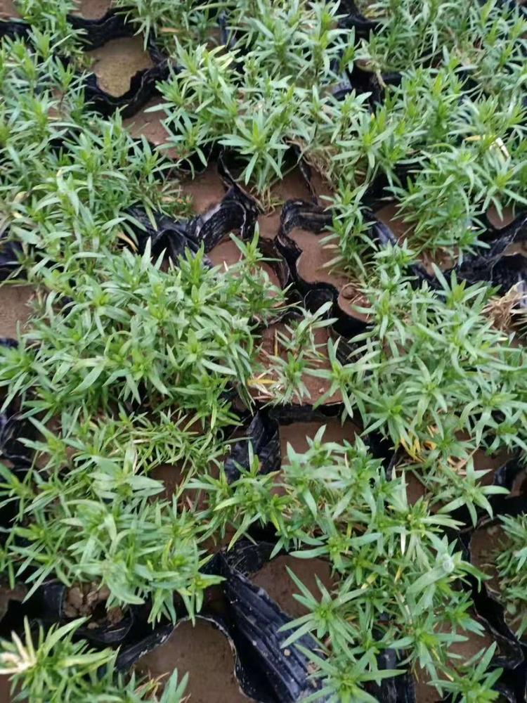 大量供应丛生福禄考丛生福禄考价格丛生福禄考质量从优