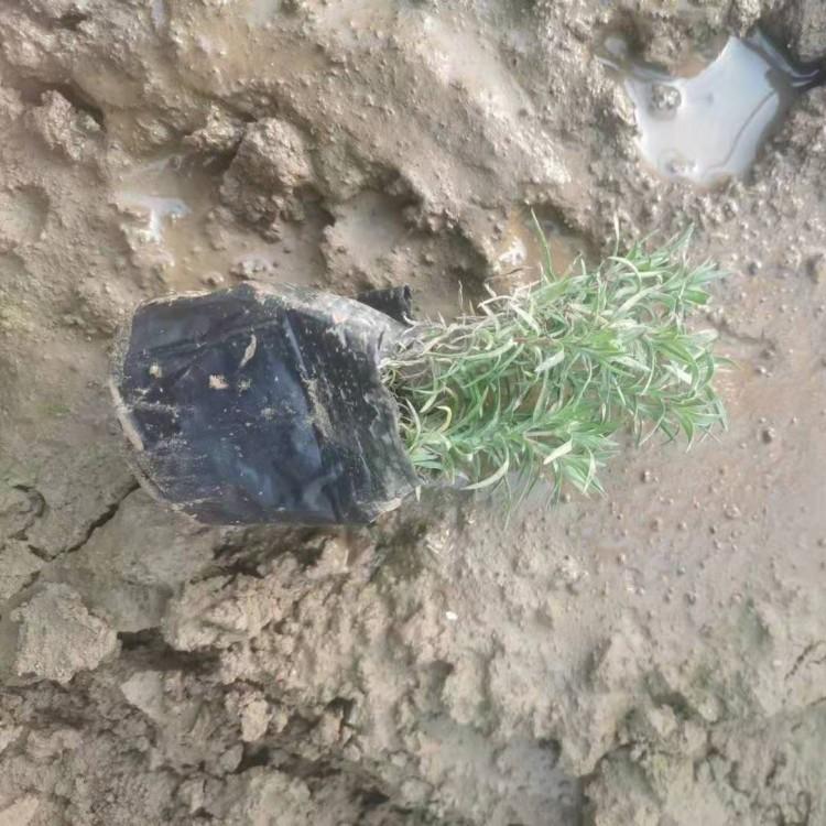 大量供应芝樱花海芝樱花海基地芝樱花海品质保障