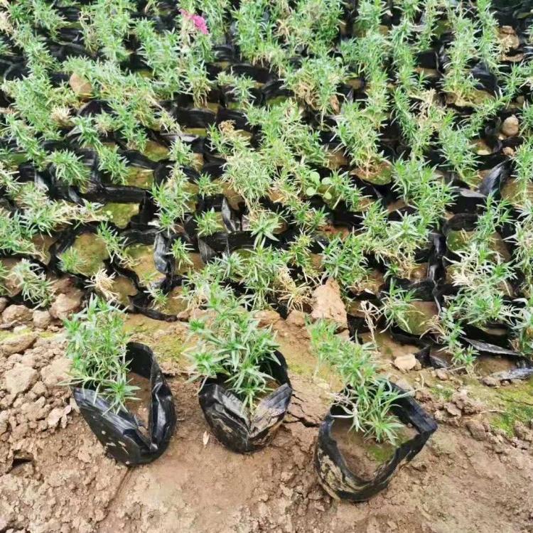 质量好的福禄考小苗福禄考小苗报价福禄考小苗价格优惠