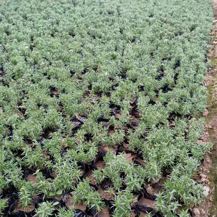 大量供应福禄考小苗福禄考小苗批发福禄考小苗基地直销